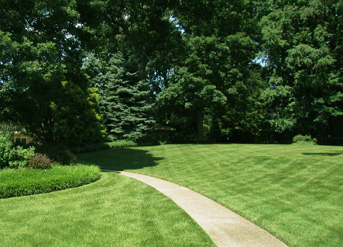 A path in the middle of a lush green park.