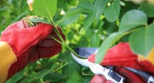 A person with red gloves is cutting leaves off of a tree.