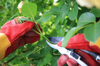 A person with red gloves is cutting leaves off of a tree.